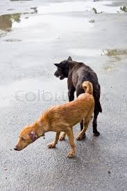 Dogs and cats are from different species of animals, appealing to different types of people. Dog Mating On The Road Stock Image Colourbox