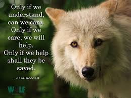 Pin By Sharon Morales On Protect The Wolves Animal Conservation Wolf Conservation Center Grey Wolf