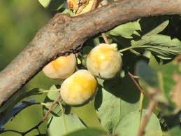 Image result for Diospyros zombensis