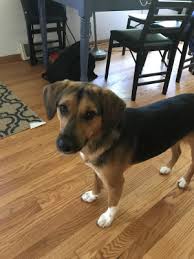 Adoption fees for parrots, large exotic birds, geese, turkeys, chickens, ducks, small and large livestock birds are determined by animal welfare department managers, as are fees for snakes. Rehoming Your Dog In Dubuque Ia Rehome By Adopt A Pet Com