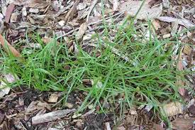 Image result for Cyperus maculatus