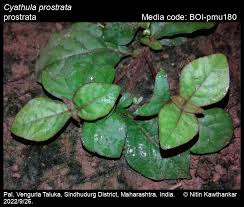 Image result for Cyathula