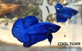 Classification of betta fish on the basis of their beautiful tail types. Betta Fish Hmpk Royal Blue Cool Yuan Aquarium Pet Studio Facebook
