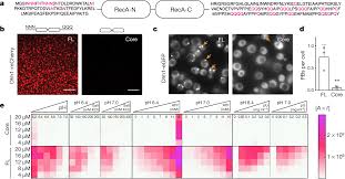 dead box atpases are global regulators of phase separated