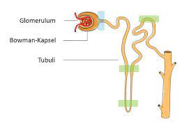 Nierenerkrankungen Wie Konnten Stammzellen Helfen Eurostemcell
