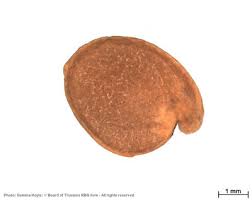 Image result for Megalochlamys hamata