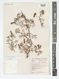 Image result for Grielum