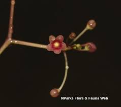 Image result for Vincetoxicum heterophyllum