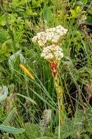 Image result for Nidorella pinnata