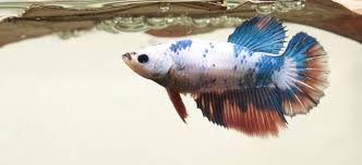 Although i already have named my betta fish female, it is a fabulous idea for people with betta fishes. Siamese Fighting Fish Female Behaviour Shoaling Habitat Size Water Ph Feeding And Tankmates Fish Profile Female Siamese Fighter