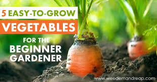 We did not find results for: 5 Easy To Grow Vegetables For The Beginner Gardener