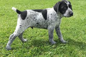 Cierra cornelison is from california and breeds german shorthaired pointers. German Shorthaired Pointer Puppies For Sale Barstow Ca 188414