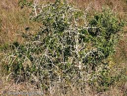 Image result for Catunaregam obovata