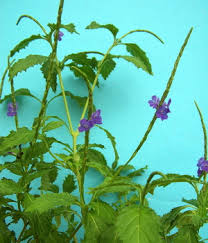 Image result for Stachytarpheta indica