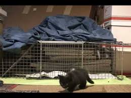 Another tactic to try is using a. Cat Trap Fail Little Ninja Kitten Escapes Again Youtube