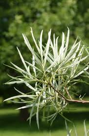 Image result for Erlangea remifolia