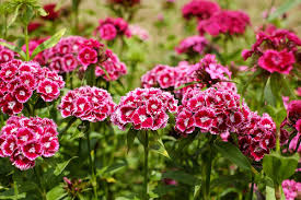 If you have decided upon carnations for your garden, make sure you know all the tricks that will keep your plants sturdy and healthy. Sweet William Planting Care And Tips Live Native Com