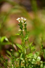Image result for Cardamine obliqua