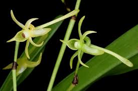 Image result for Angraecum calceolus