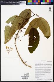 Image result for Dichaetanthera corymbosa