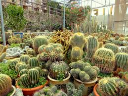 It is approximately 85 km from ipoh or about 200 km from kuala lumpur. Penang Food For Thought Cactus Valley