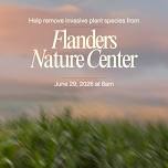 Help Remove Invasive Plants from Flanders