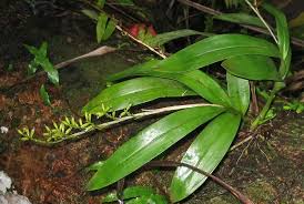 Image result for Polystachya hastata