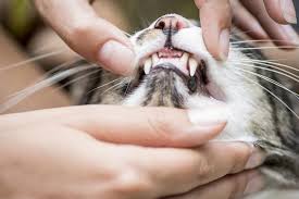 Does my pet need cover for dental injuries and illness? Pet Dental Issues And Health Complications Figo Pet Insurance