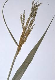 Image result for Eriochloa meyeriana