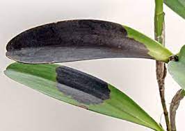 Maybe you would like to learn more about one of these? Black Rot