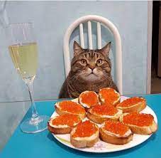 russian cat wishes you a happy new year over champagne and caviar russian cat cats cute cats and dogs