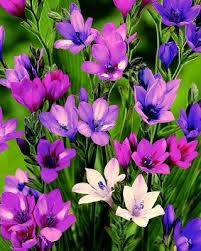 Image result for Babiana