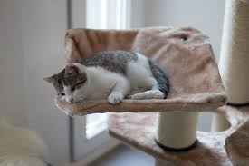 Why Does My Cat Get The Zoomies After Pooping Cute Cat Breeds Cat Breeds Cool Cat Trees