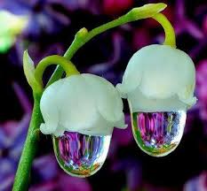 Find images of water flower. Amazing Water Drop Beautiful Flowers Steemit