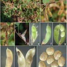 Image result for Rhynchosia sublobata