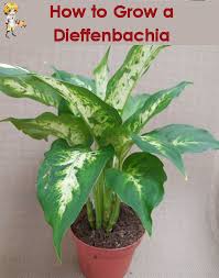 Dieffenbachia How To Grow Dumb Cane The Gardening Cook