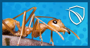 Our texas roadhouse location in sioux city offers exceptional dining and service. Omaha Pest Control Service Wildlife And Animal Trapping And Removal 402 300 8168