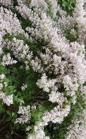 Image result for Tetradenia