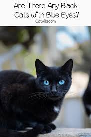 Pointed coloration is a form of partial albinism, an adaptation to protect the cat from frostbite, says jacqui bennett, a. Black Cat Breeds With Blue Eyes Do They Actually Exist