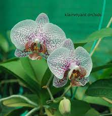 Phalaenopsis 13 61 Orchid Plants Thrissur Kerala India Orchid Photo Phalaenopsis Orchids