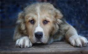 With each name, their is a different size, type & function. Central Asian Shepherd Dog Breed Information