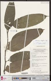 Image result for Strombosia scheffleri