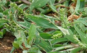 Image result for Pseudechinolaena polystachya