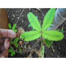 Thinkgeek Zombie Plant Growing Kit Tickleme Plant Touch Me Not Plant Mimosa Plant