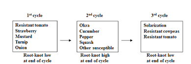 Check spelling or type a new query. Nematodes On Vegetables