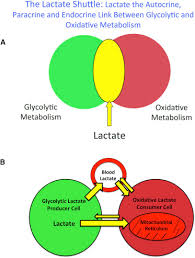 The aerobic energy systems take longer to produce the atp and reach peak efficiency, and requires many more. The Science And Translation Of Lactate Shuttle Theory Sciencedirect