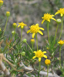 Image result for Euryops subcarnosus