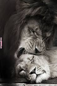 Je T 39 Aime A Te Croquer Lioness Pinterest Lion Love Animals And Lion Je T 39 Aime A Te Croquer Lioness Pin Animals Animals Beautiful Lions