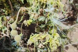 Image result for Maerua