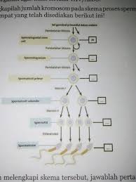 Maybe you would like to learn more about one of these? Buatlah Bagan Alir Spermatogenesis Dan Oogenesis Cara Golden